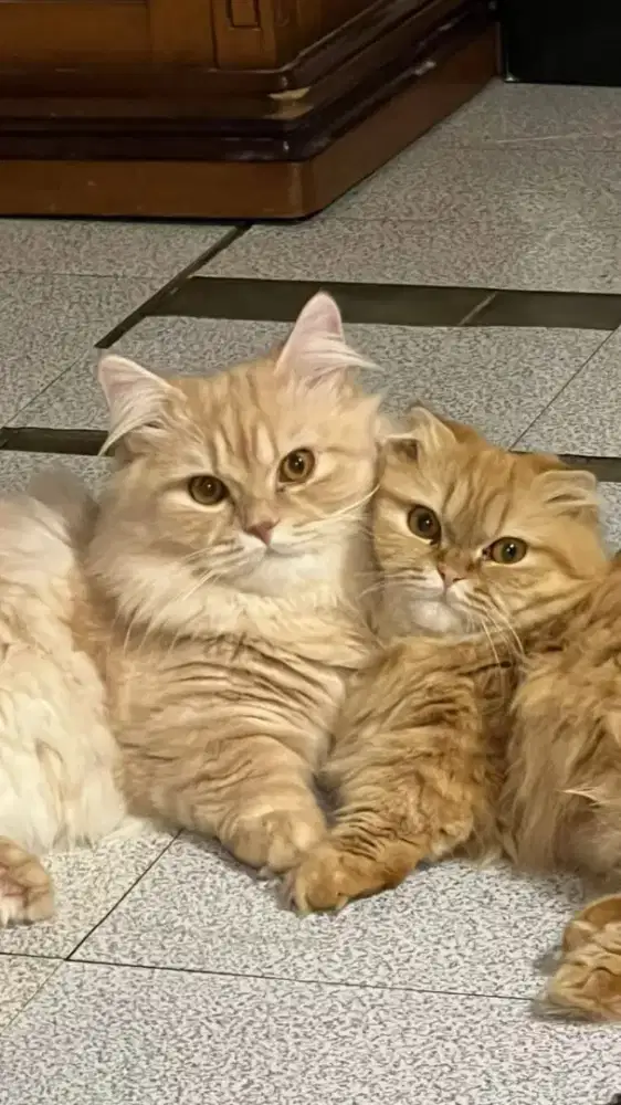 KUCING MUNCHKIN JANTAN BRITISH LONGHAIR