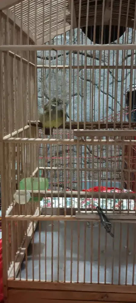 Burjng cucak Jenggot jawa