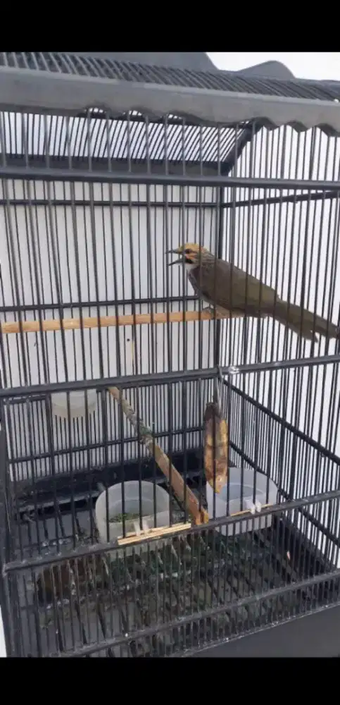 cucak rawa Muda Hutan