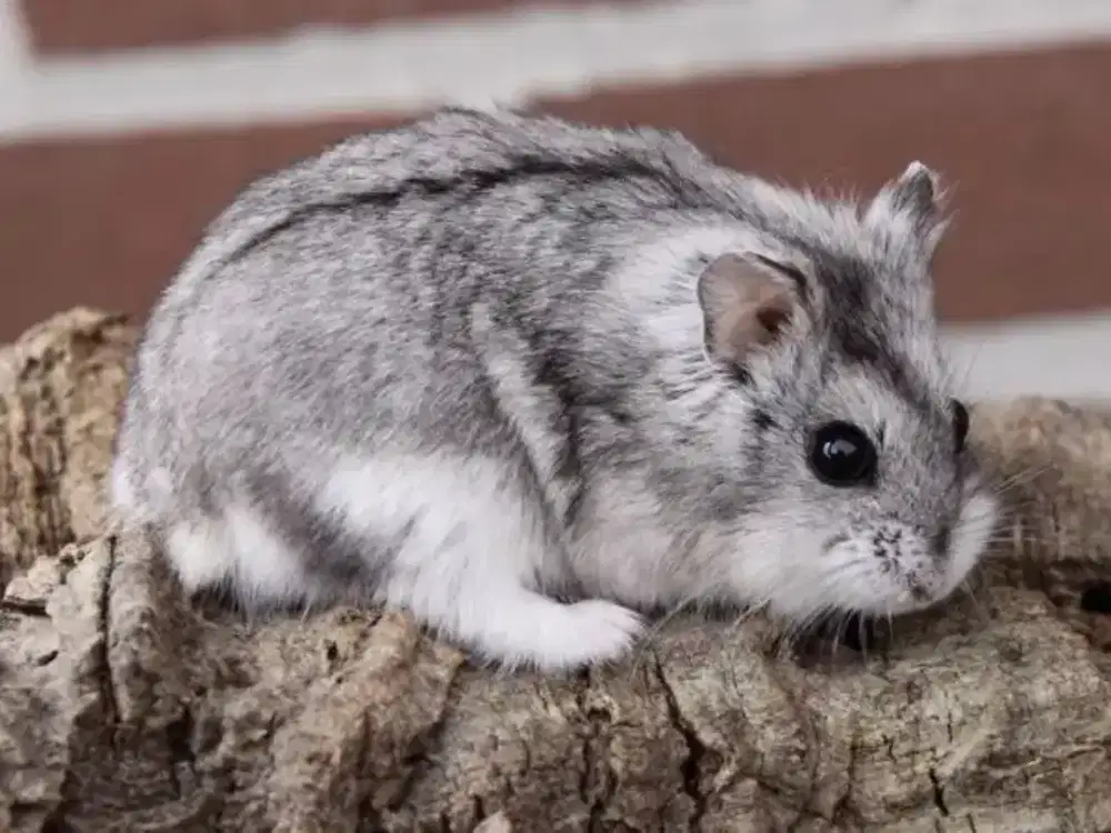 Hamster campbell murah lucu jinak