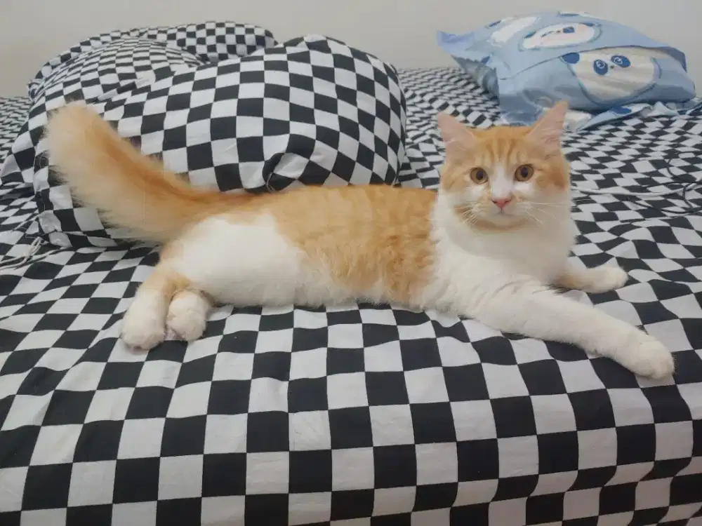 Mau Lepas Kucing Kesayangan