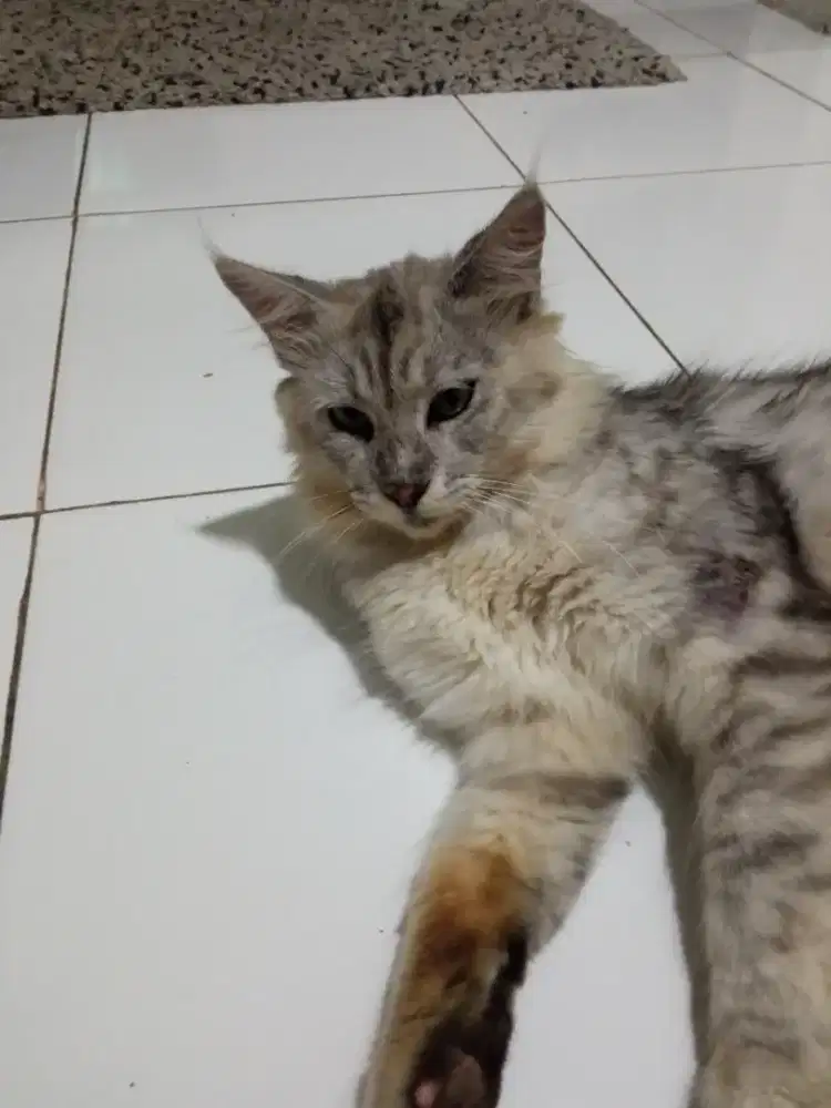 Kucing Maine Coon jantan birahi 4 tahun