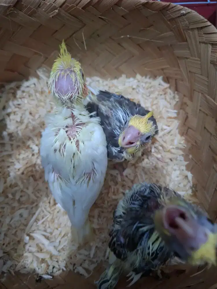 Burung parkit australia / falk