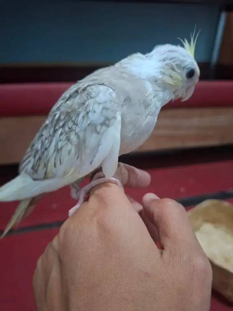 Burung falk / parkit astralia