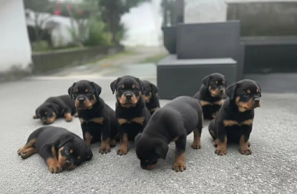 Rottweiler puppy