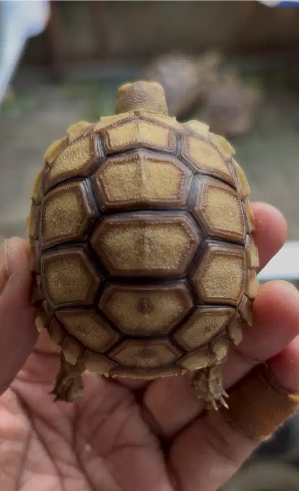 sulcata cerah murah