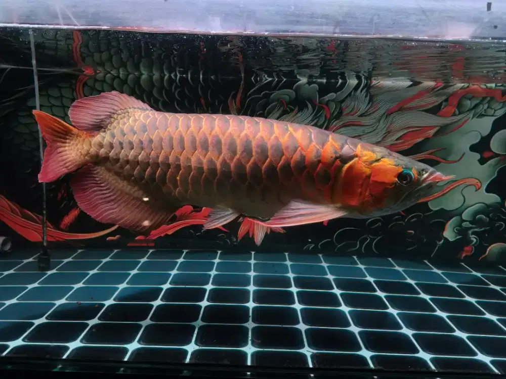 Arwana super red 55cm up
