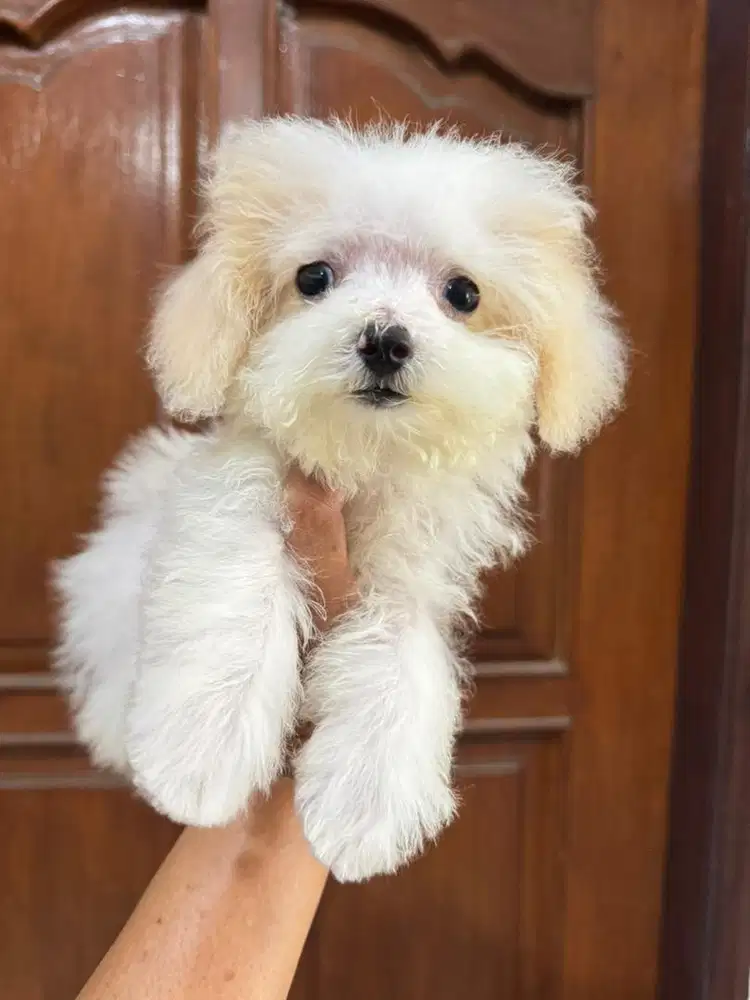 Pochon ( poodle-bichon)