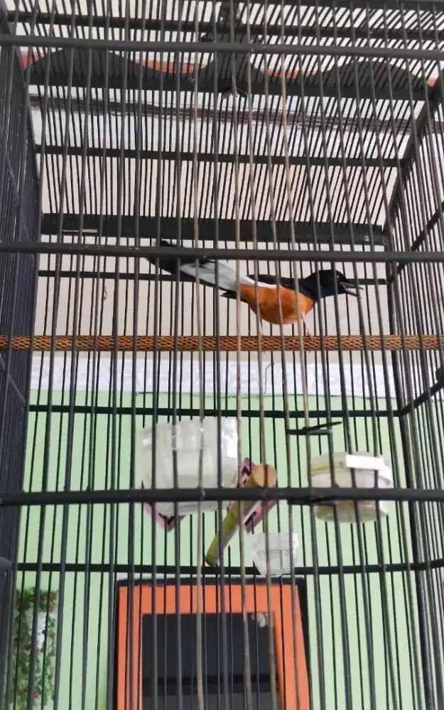 Murai batu gacor sama kandang