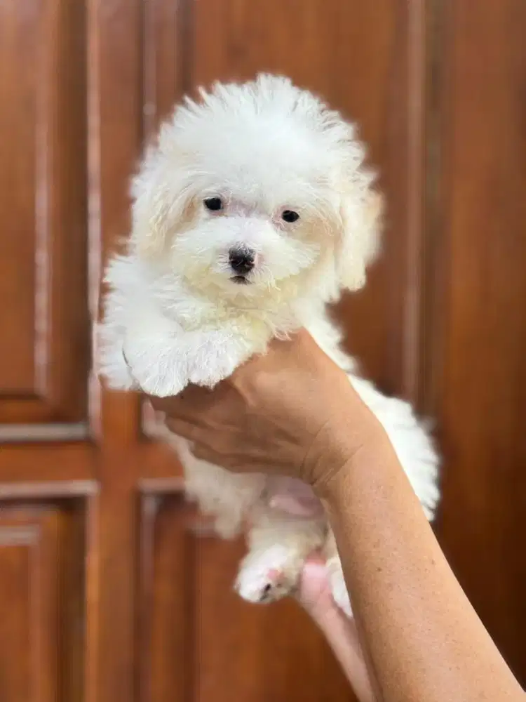 Pochon ( Poodle-Bichon )