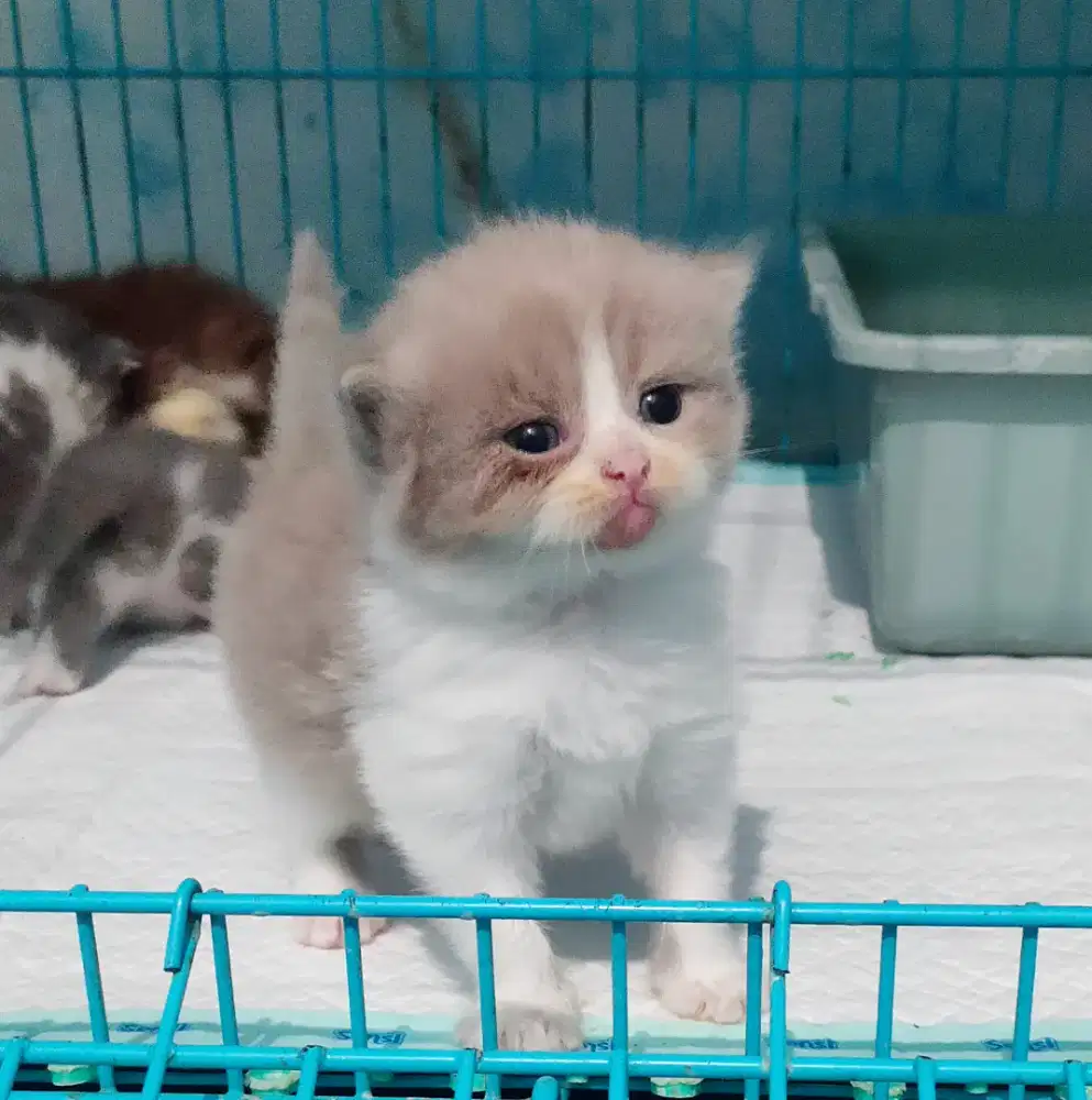 Munchkin NS bico fawn