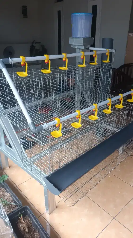 Fullset kandang + ayam