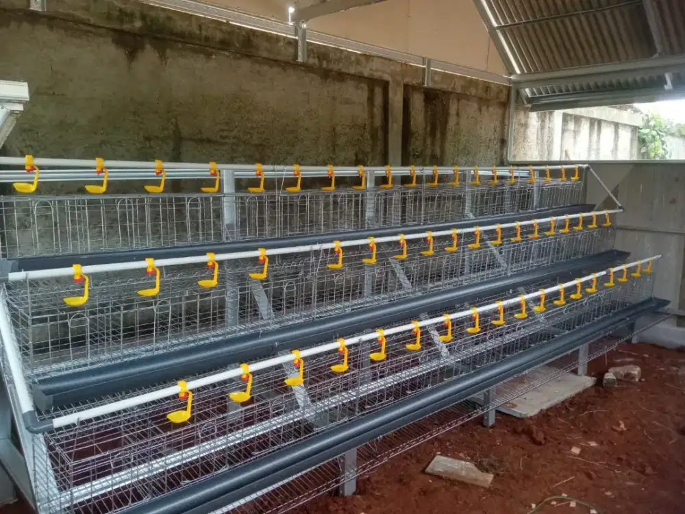 Fullset kandang + ayam 50 ekor