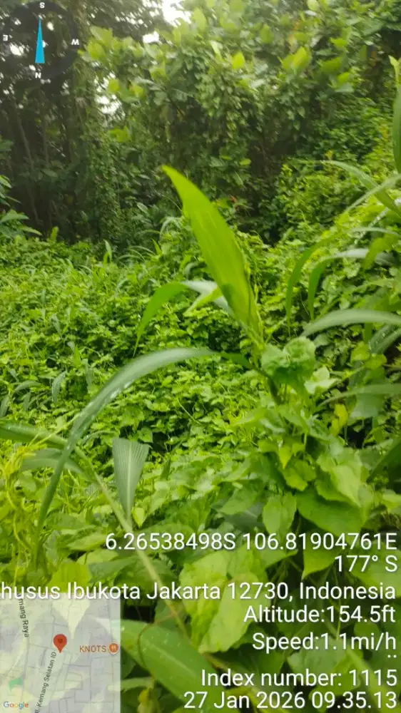 jasa penebangan pohon