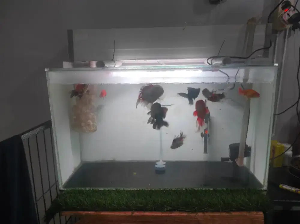 Aquarium bekas siap pakai