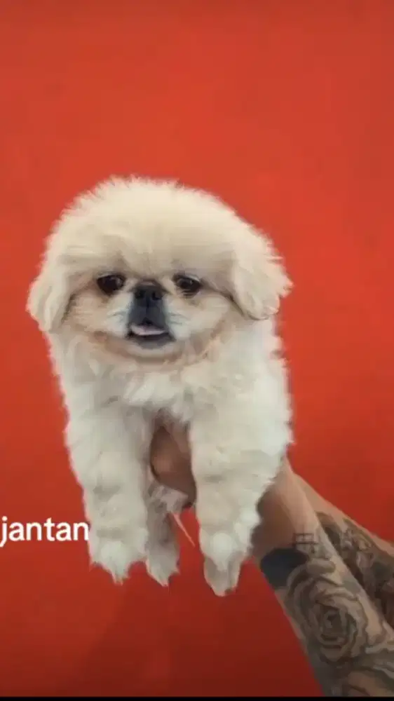 PEKINGESE jantan