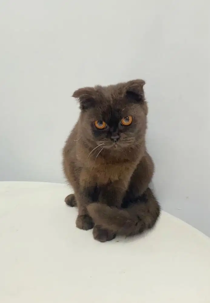 British short hair X scottish fold