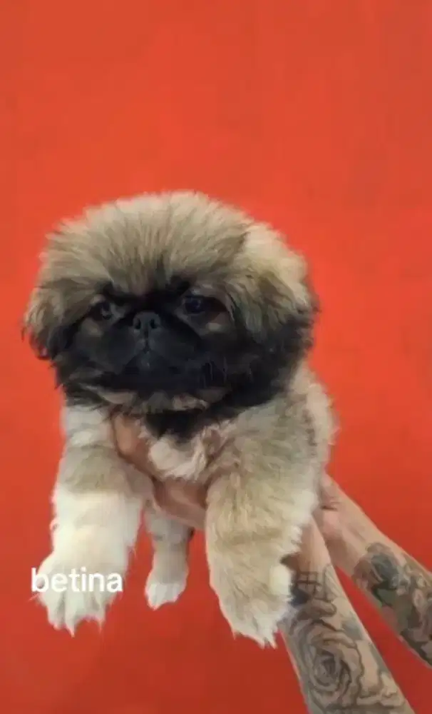 PEKINGESE betina