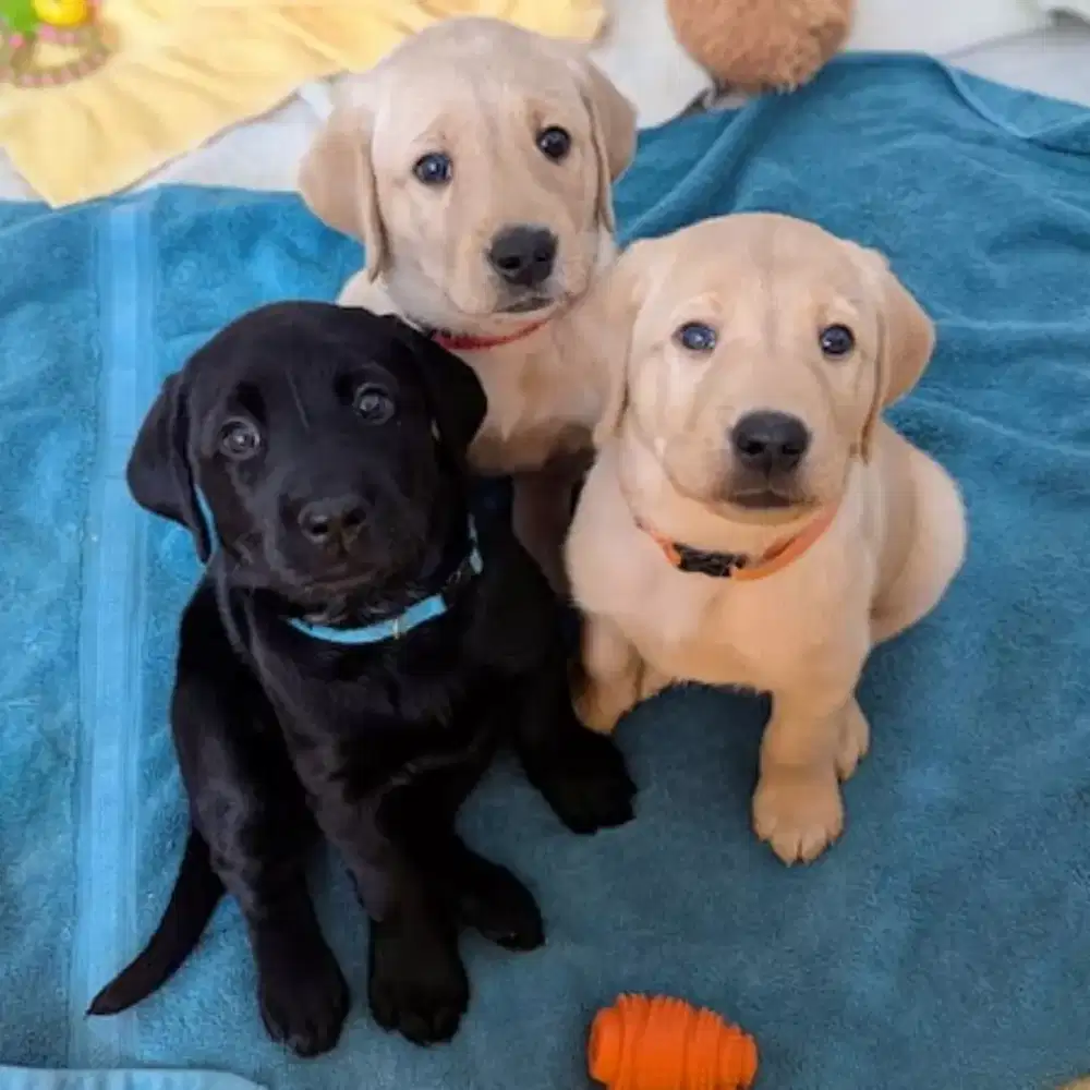 JUAL ANJING LABRADOR