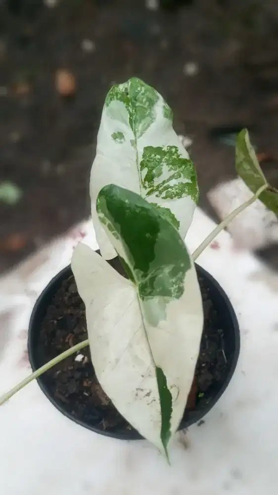 Sente Varigata ekonomis