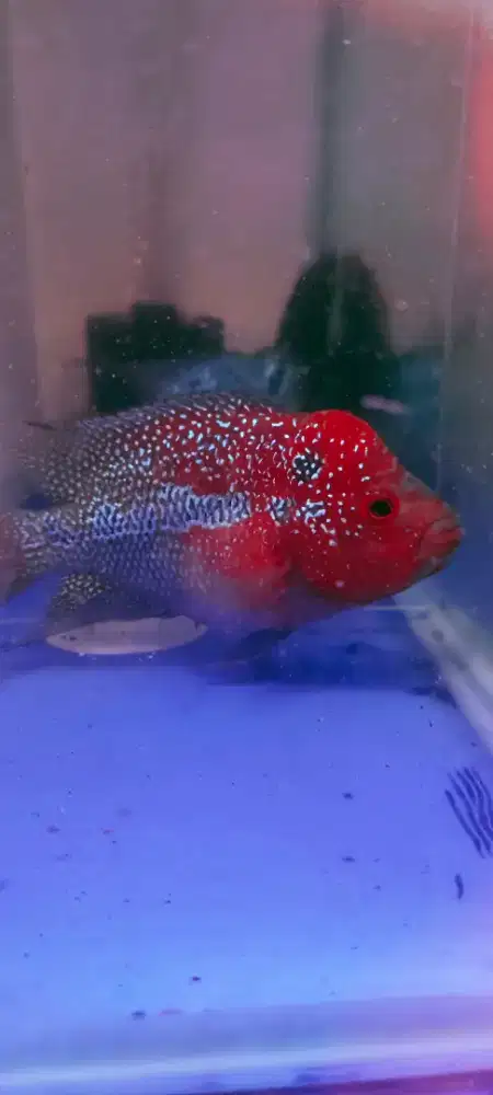 Louhan SRD Menoor Membahana