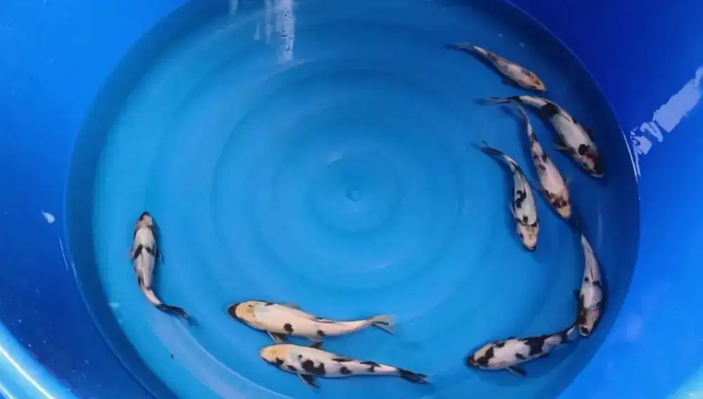 Paket Koi Shiro Tategoi