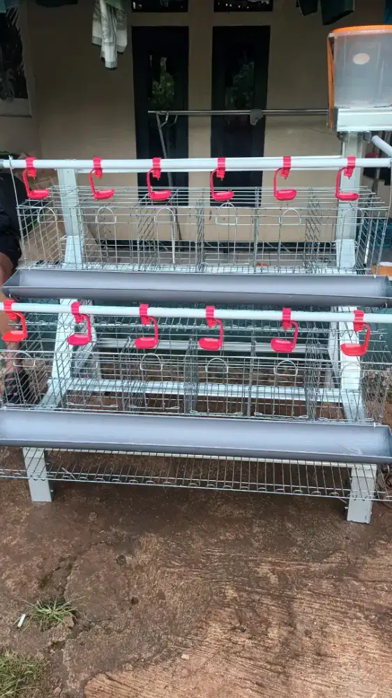 Fullset Kandang + ayam 12 ekor