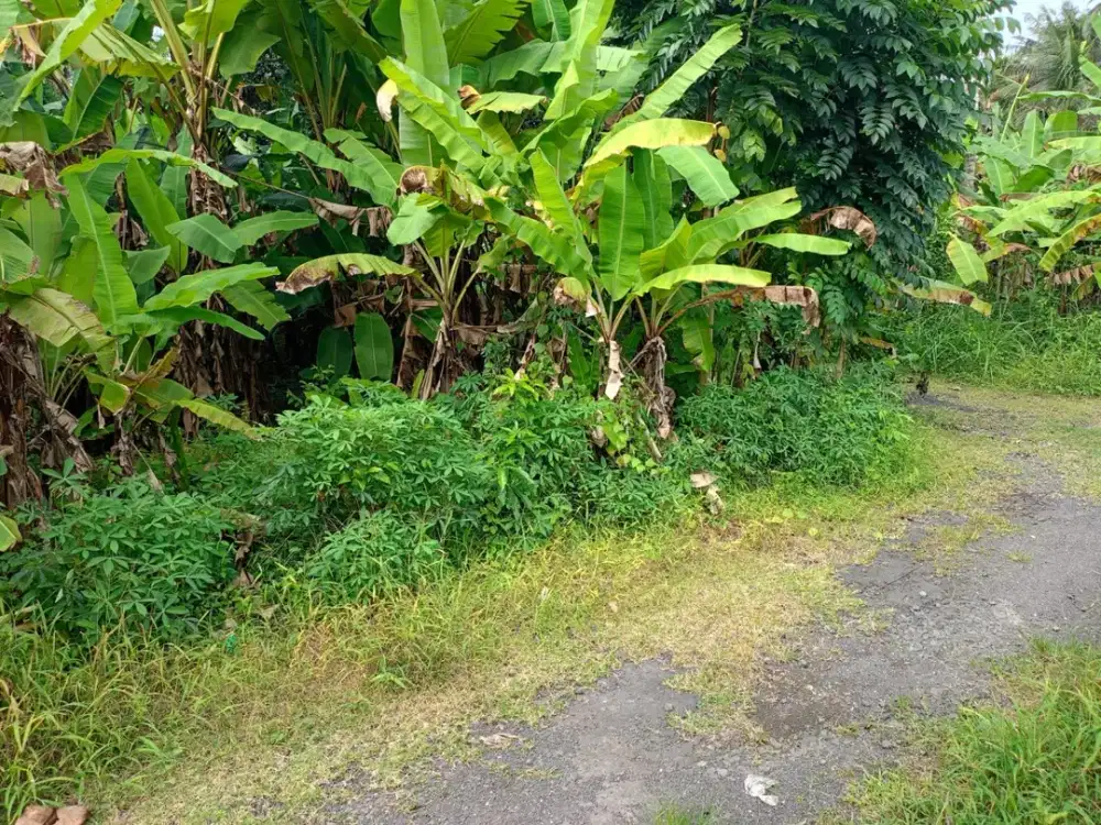 BUC 3 Are Lingkungan Villa dekat Pantai di Saba Gianyar Bali