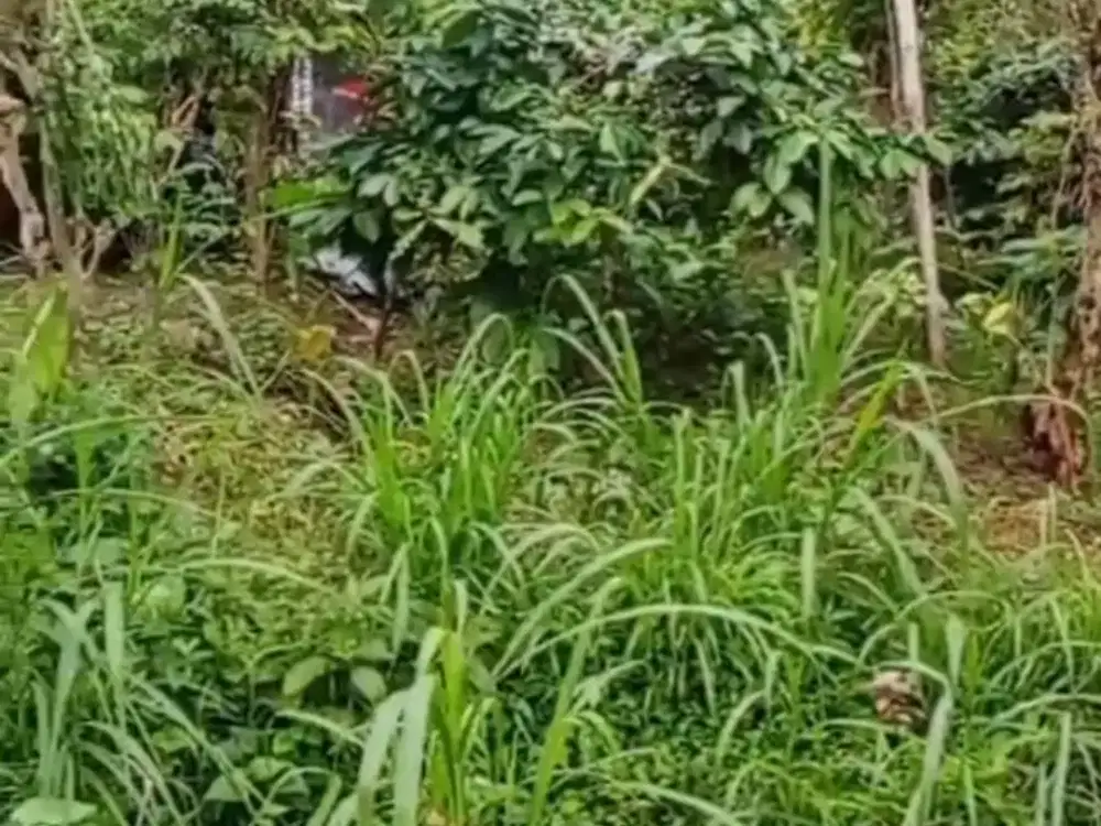 Tanah di Jln Bhuanasari Wanagiri Dekat ke Air Terjun Banyuwana