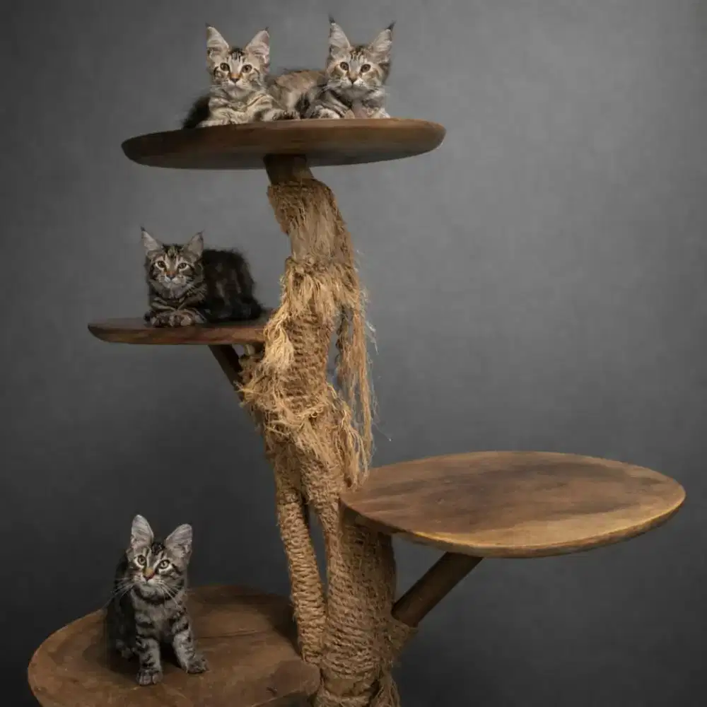 Kucing maine coon / kitten mainecoon / mc / mco / pedigre / ped