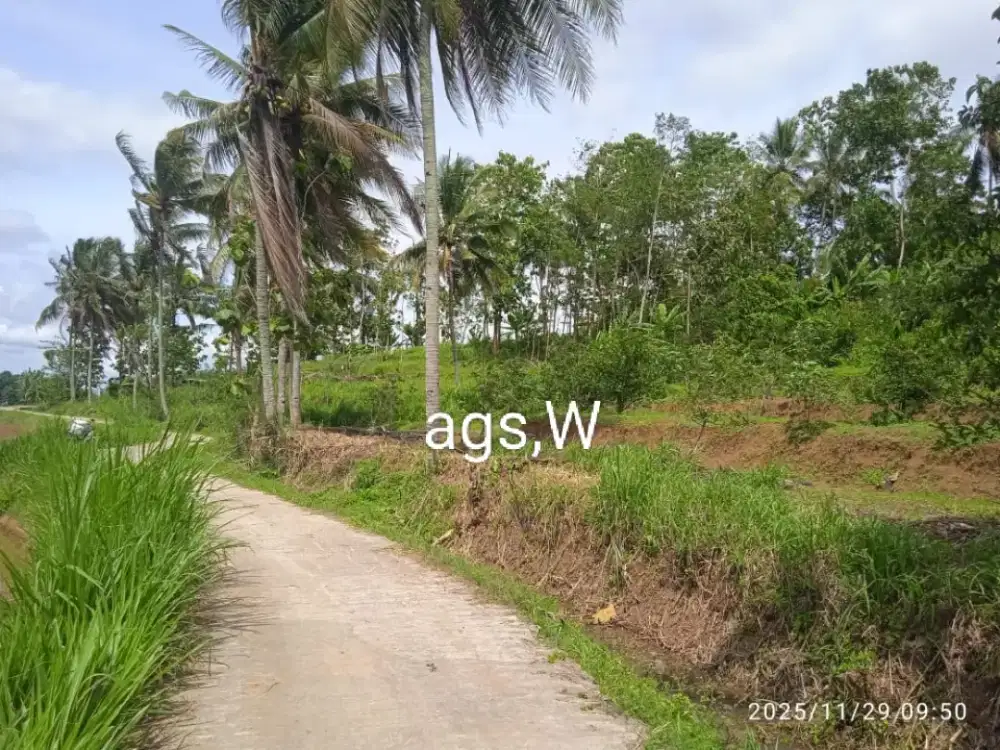 Jual kebun alpokat lokasi jumapolo luas 2993mtr hrg 335jt nego