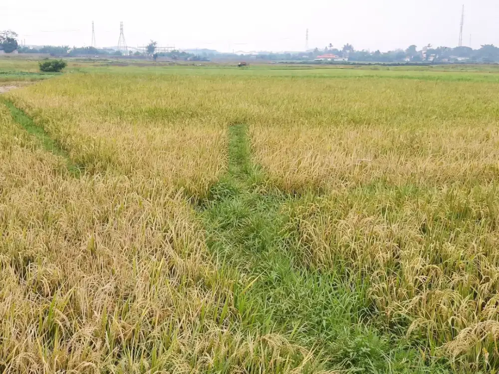 Dijual Tanah 3654 di Rajeg, Tangerang Cocokk untuk Investasi