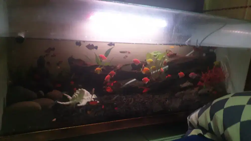 Akuarium 100cm fullset