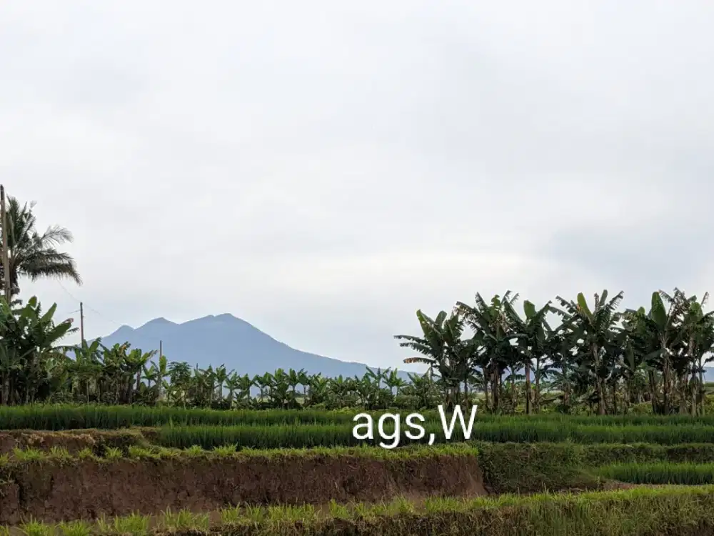 Jual sawah aktif panen 3x/THN lokasi Jumantono lt 3150m hrg 750jt nego