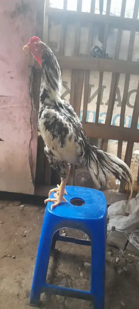 Ayam teknik ngalong pukul keras