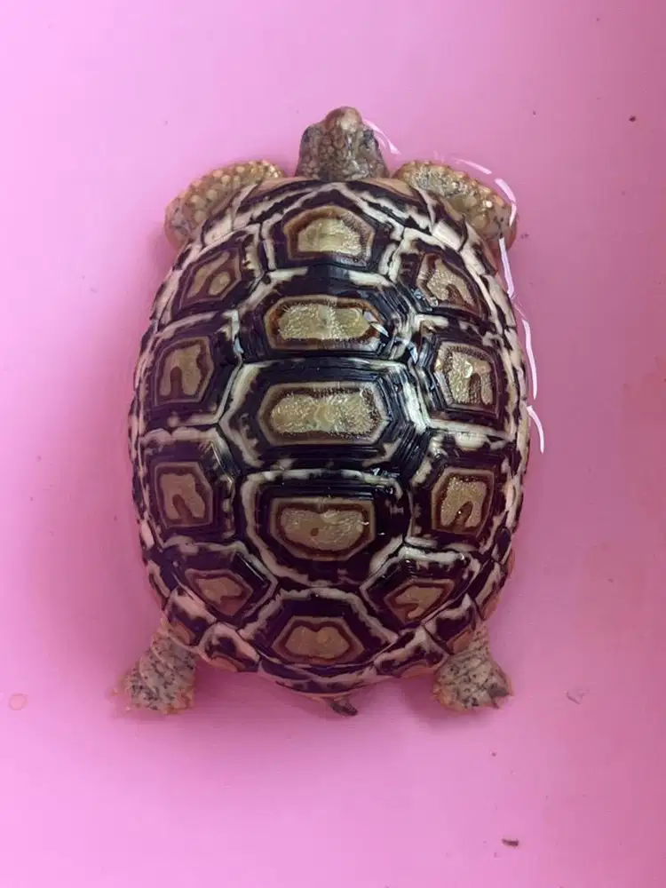 leopard pardalis snow 9cm