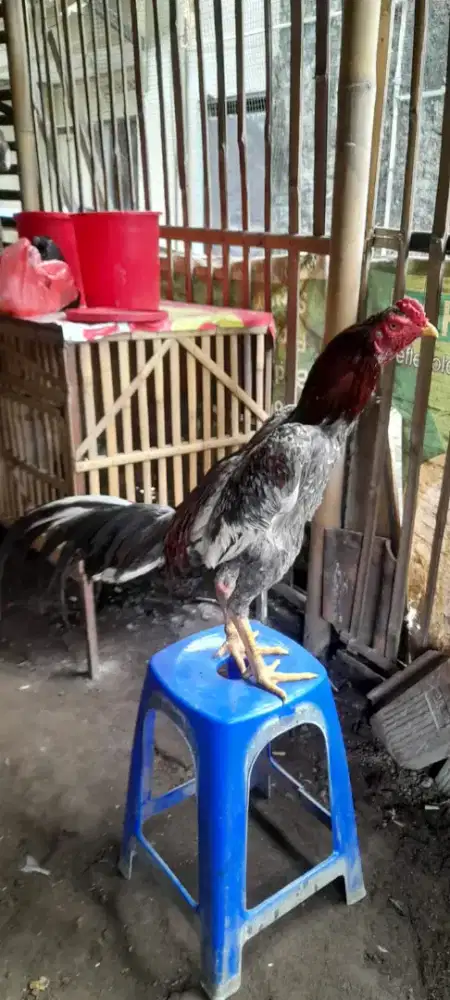 BK minus Jalu nya patah