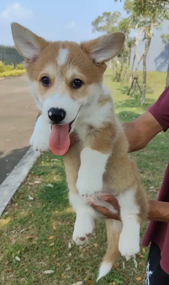 Jual/semi hibah corgi