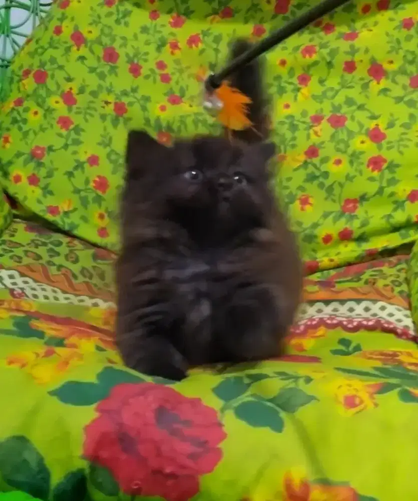 Munchkin British Long Hair Black Solid dan Munchkin BLH Red