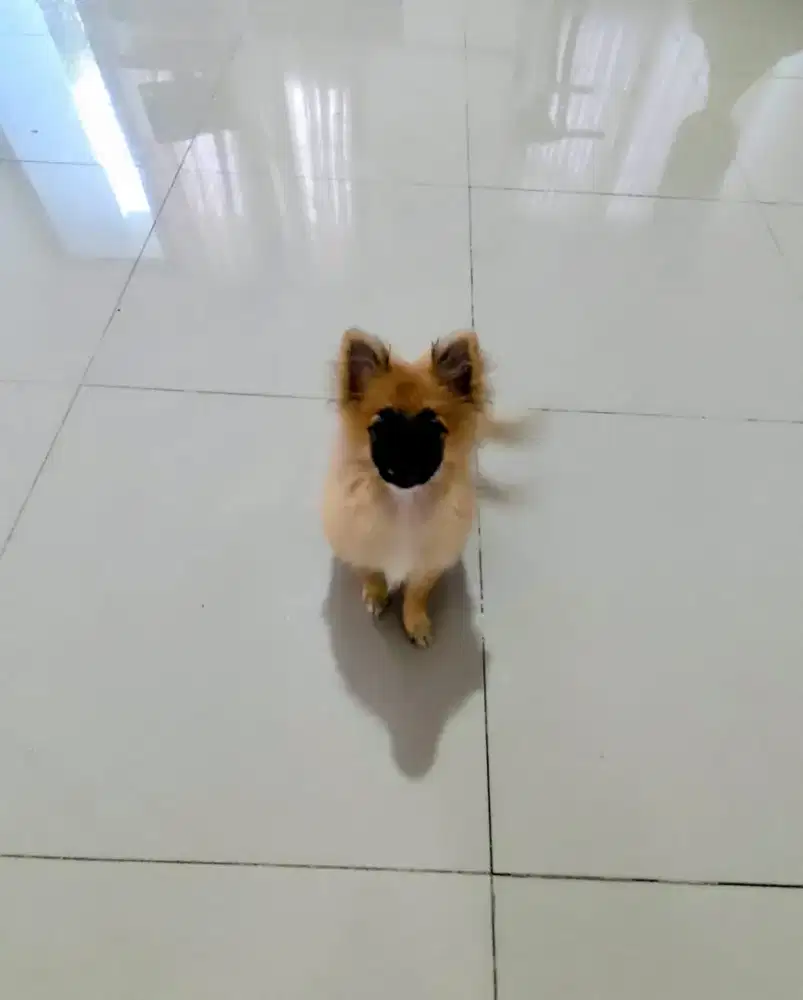 Anjing pom anakan