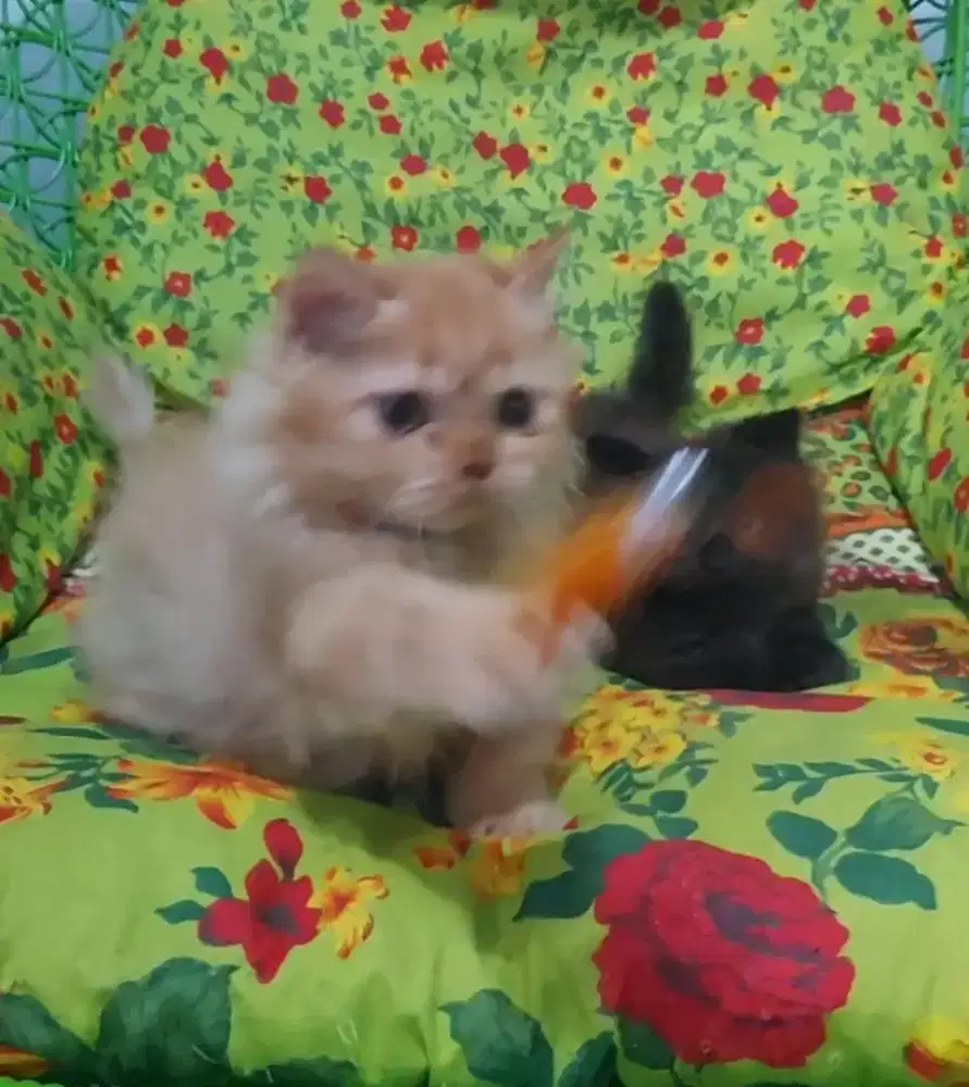 Sepasang Munchkin British Long Hair Red dan Munchkin BLH Black Solid