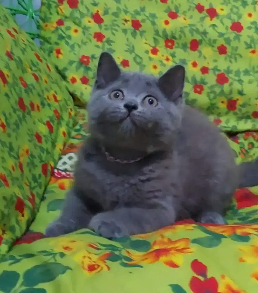 British Short Hair Betina Blue Line Ped