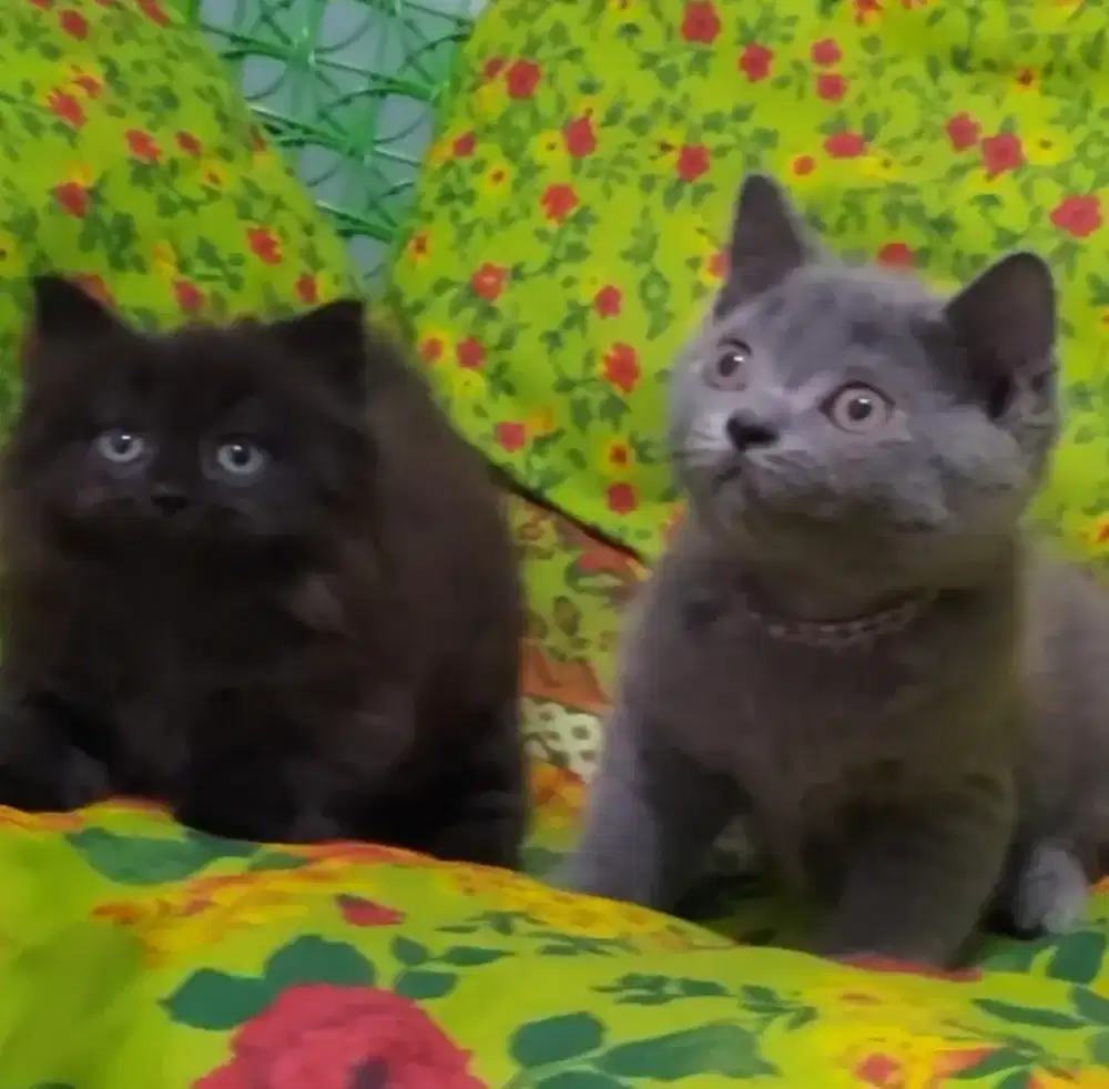 Sepasang BSH Blue Betina dan Munchkin BLH Black Solid Jantan