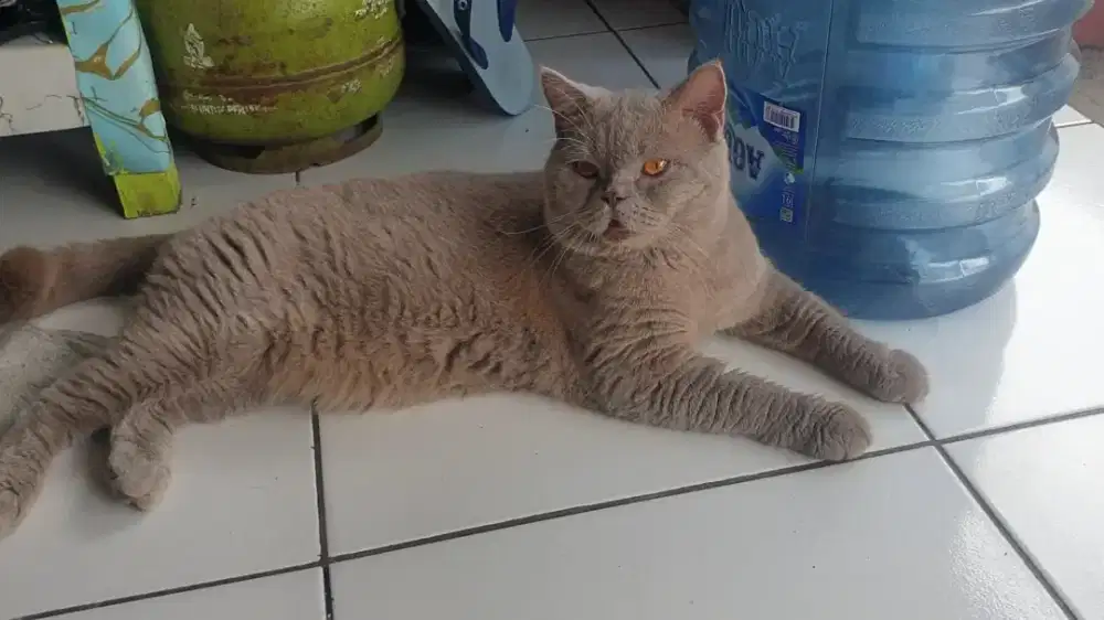 BRITISH SHORTHAIR (PACAK/ KAWIN)