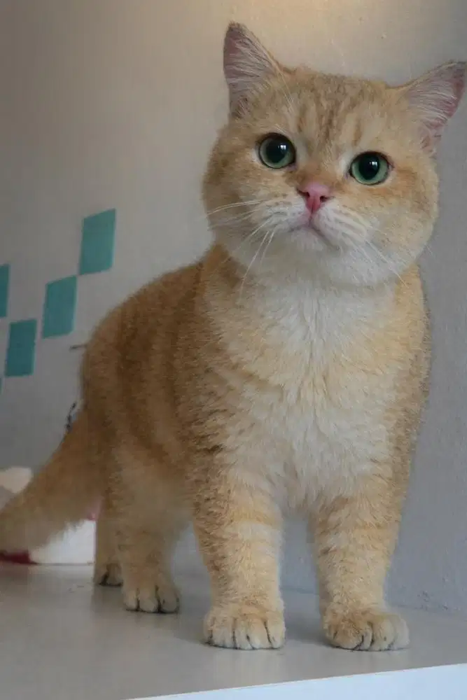 Pacak kucing BSH Golden