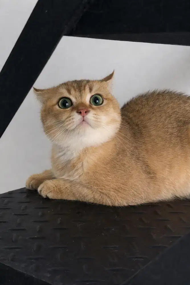 Pacak kucing BSH Golden