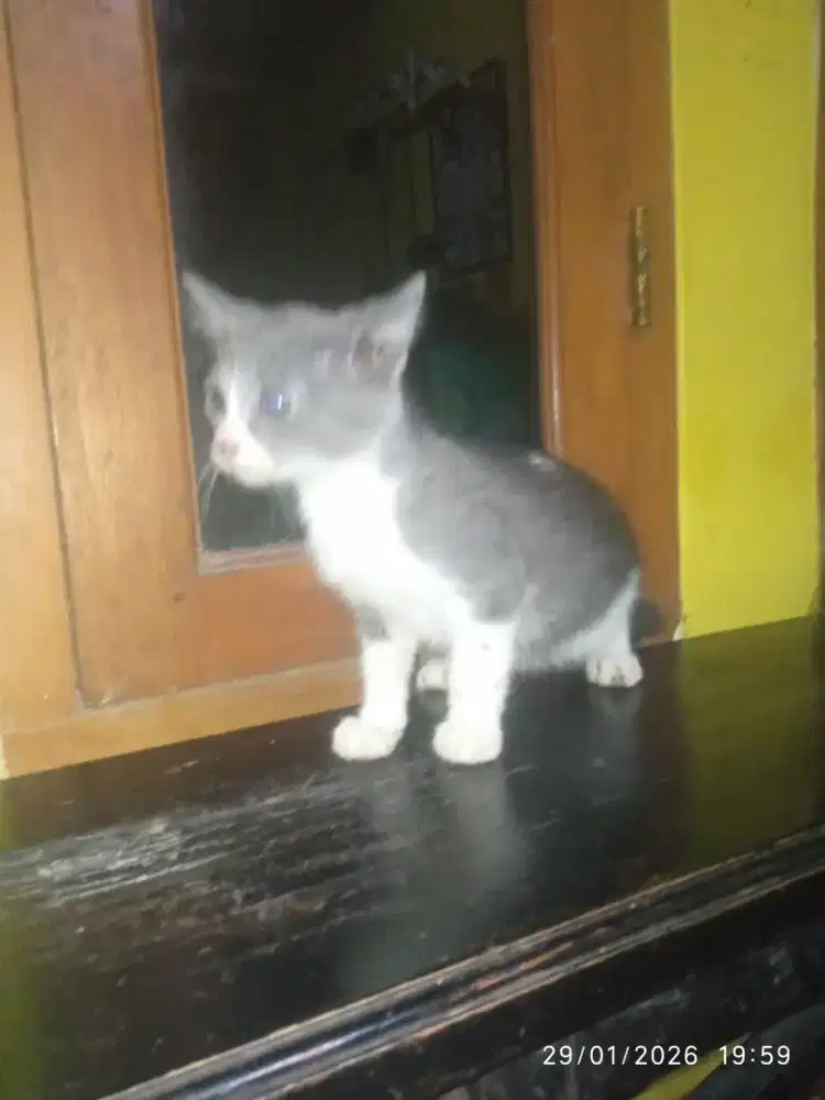 British shorthair kitten