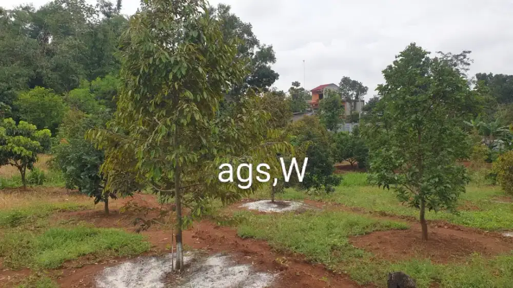 Jual kebun durian dan alpukat lokasi Jumantono lt 5290m hrg 400rb/mtr