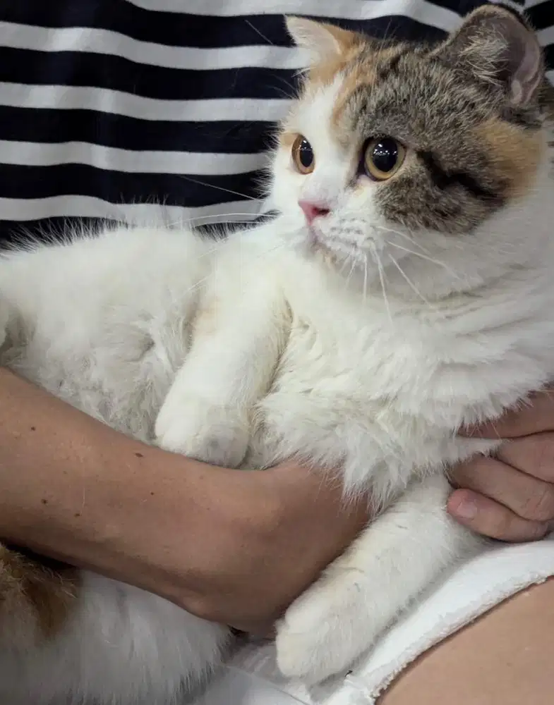 Kucing scottish Hamil