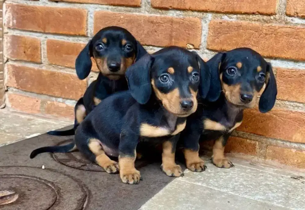 JUAL ANJING DACHSHUND